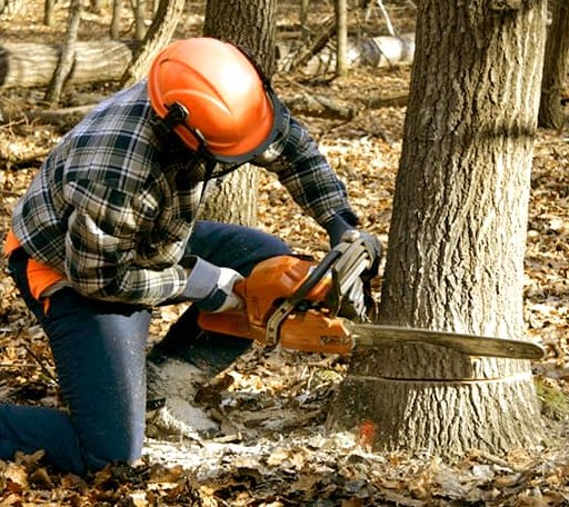 Tree Removal in Williamsburg, VA